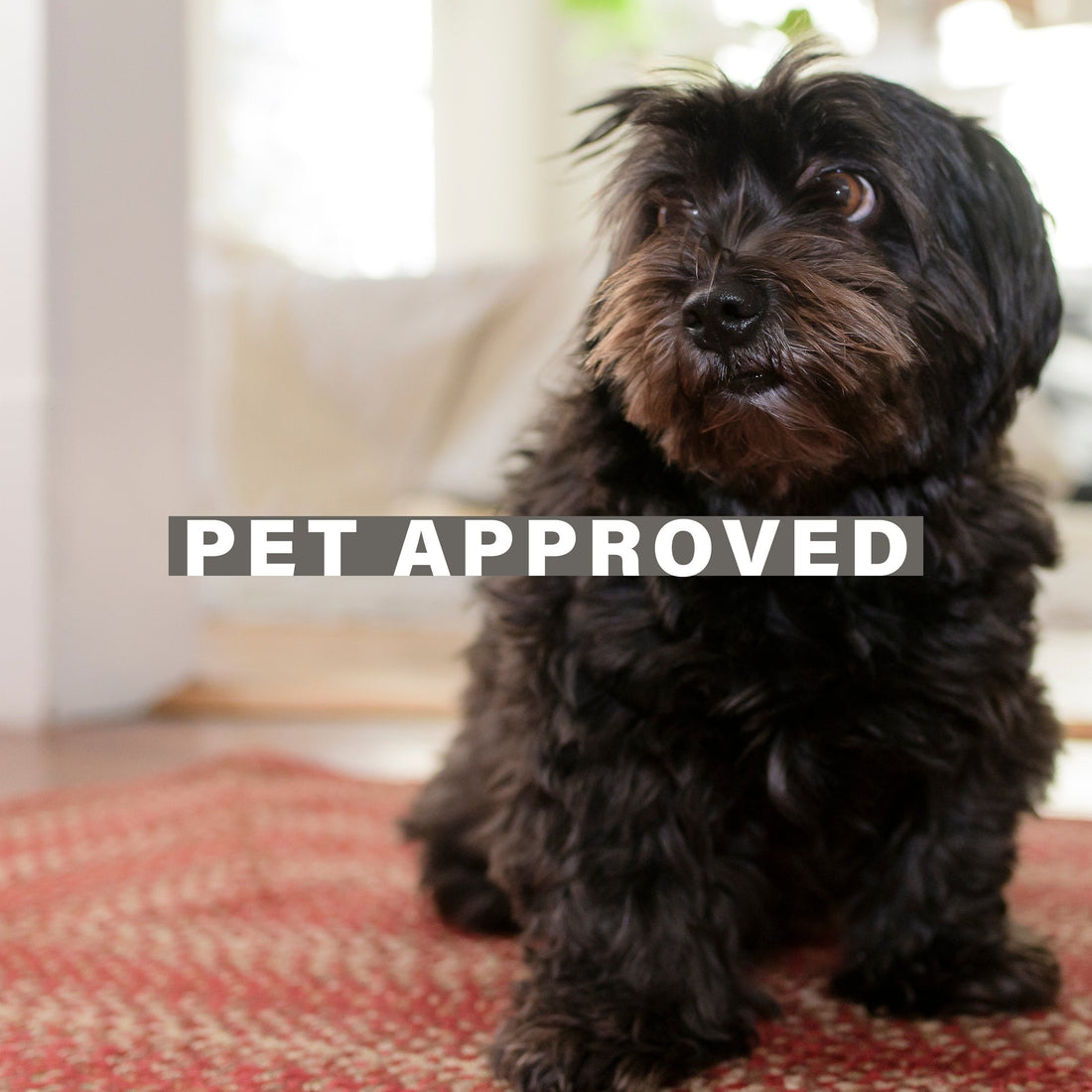 Are Braided Rugs Good for Dogs?